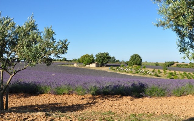 Champ de lavande Flower Campings