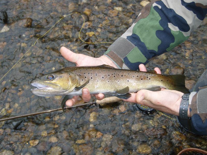 Pecher La Truite Monture Peche Verticale Peche Au Toc