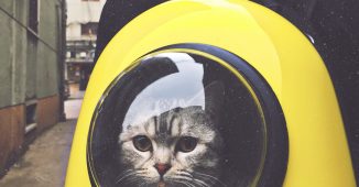 chat gris dans un sac à dos jaune avec bulle transparente