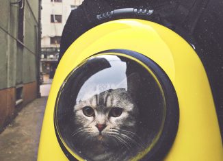 chat gris dans un sac à dos jaune avec bulle transparente