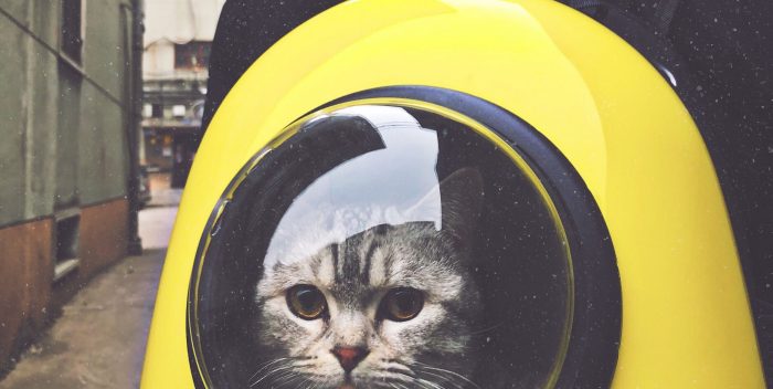 chat gris dans un sac à dos jaune avec bulle transparente