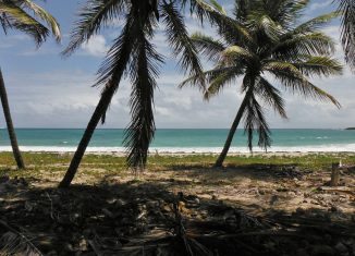 plage des Antilles françaises avec des palmiers au premier plan