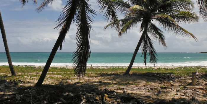 plage des Antilles françaises avec des palmiers au premier plan